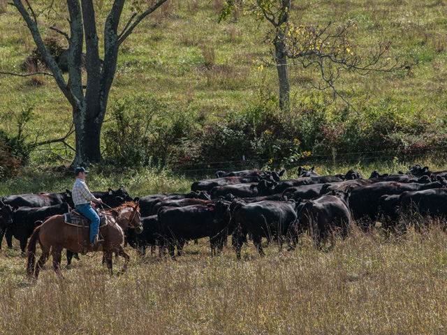Moderate grazing in October and into early November is acceptable, as long as ranchers are careful to leave a bit of residual grass on their pastures and not graze plants down to the ground, according to a University of Nebraska range and forage specialist. (DTN/The Progressive Farmer file photo by Mike Geissinger)